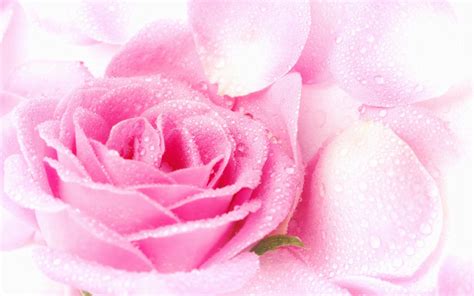 45 Free Desktop Wallpaper Pink Roses On Wallpapersafari