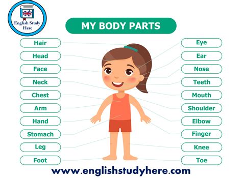 Body Parts Name In English For Kids