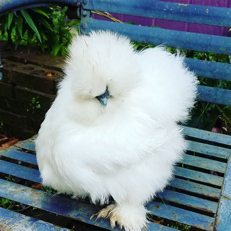 Sexing Silkie Chicks Vjp Poultry