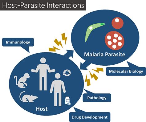 Frontiers Editorial Malaria Targeting Toolkit Host Parasite