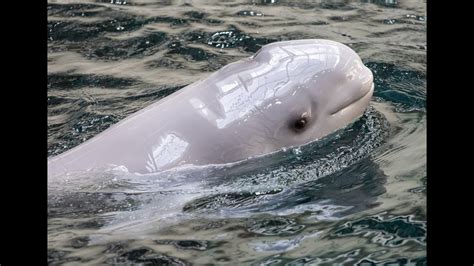 Beluga Calf Born At Georgia Aquarium Youtube