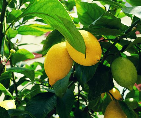 5 Easy Tips For Growing Lemon Trees An Alli Event
