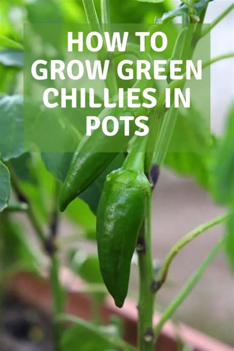 How To Grow Green Chillies In Pots Garden Super Power