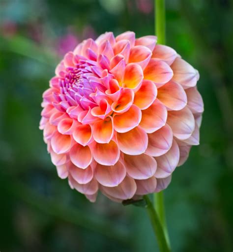 Dahlia Planting And Care From Spring To Winter Varieties And Types