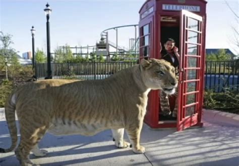 Hercules Liger Cat Hercules Biggest Cat In The World Largest Living