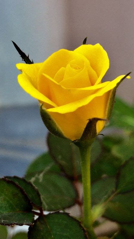 Hd Rose Flower Yellow Rose Wallpaper Download Mobcup