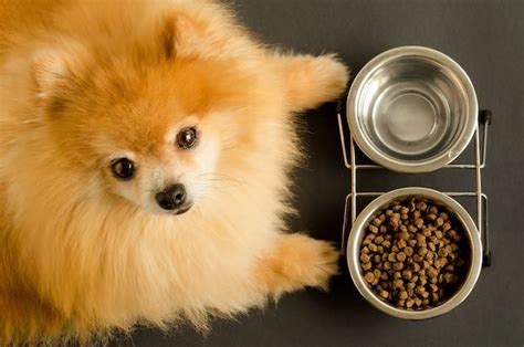 And, of course, this food is still one of the best dog foods for shedding control. Top 10 Best Dog Foods For Shedding Reviews in 2020