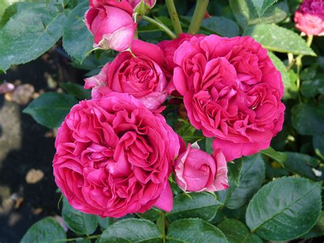 Red Eden Rose Heesterrozen Klimrozen Rosarium Lottum