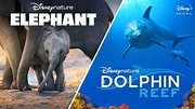 Disneynature’s Elephant & Dolphin Reef | Official Trailer | Disney+ ...