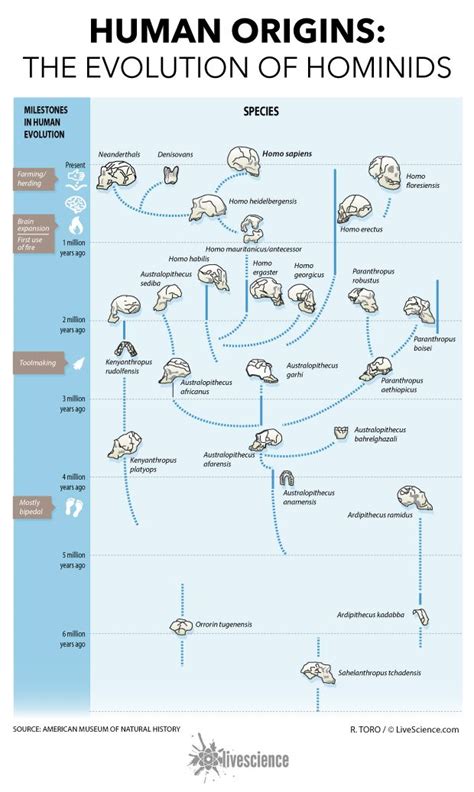 Human Origins How Hominids Evolved Infographic Live Science