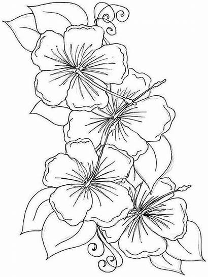 Coloring Hibiscus Flower Flowers Pages Drawing Violet