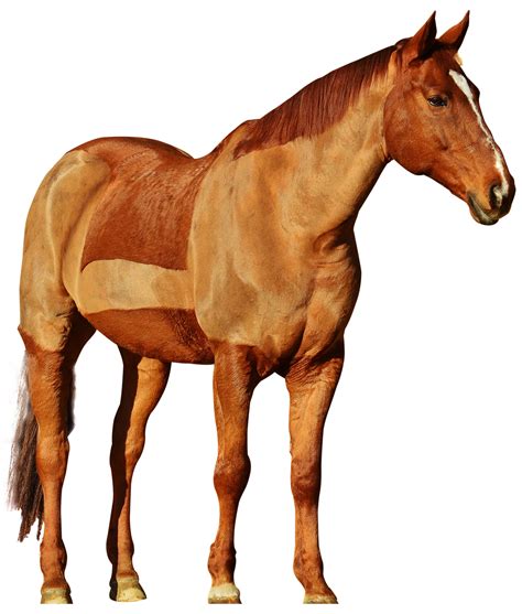 Horse Png Transparent Background