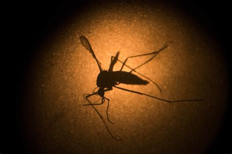 New York Health Dept Expands Zika Testing Guidelines The New York Times