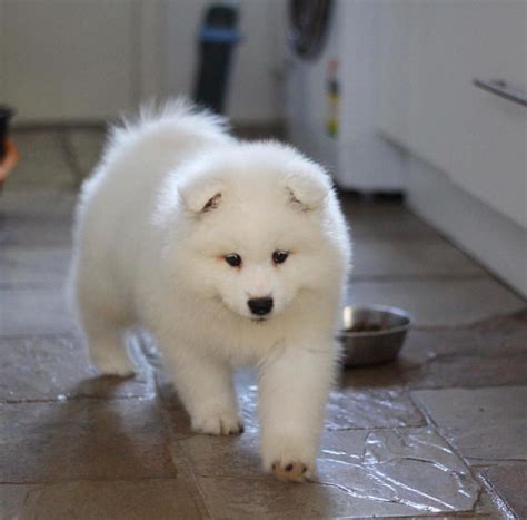 Samoyed Samoyed Puppy For Adoption Dogs For Sale Price