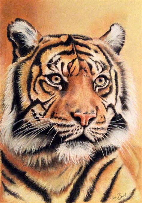 How To Draw A Tiger With Colored Pencils Peepsburgh Com