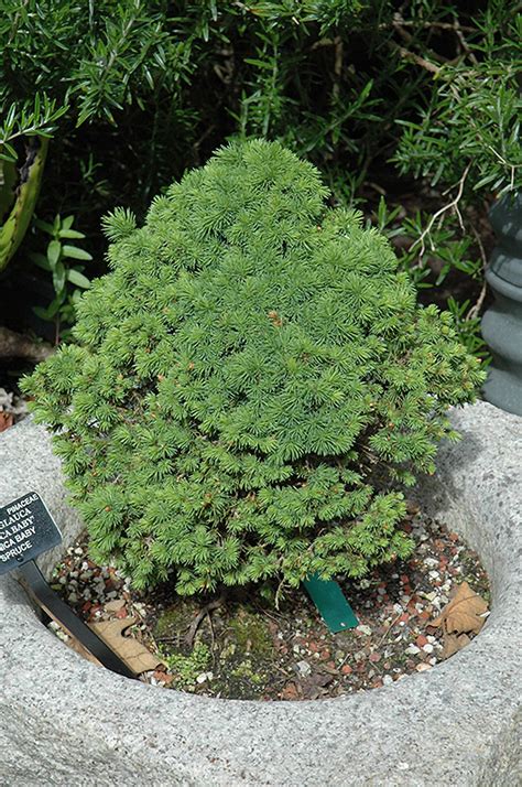 Conica Baby Spruce (Picea glauca 'Conica Baby') in Richmond Fairfax ...