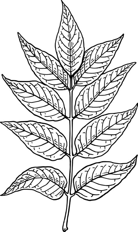 Download 2234 leaf cliparts for free. OnlineLabels Clip Art - Ash Leaves