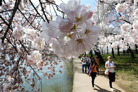 Full Bloom Cherry Blossoms Around The World Photos Abc News