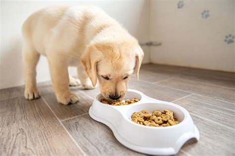 When To Switch Labrador Puppy To Dog Food