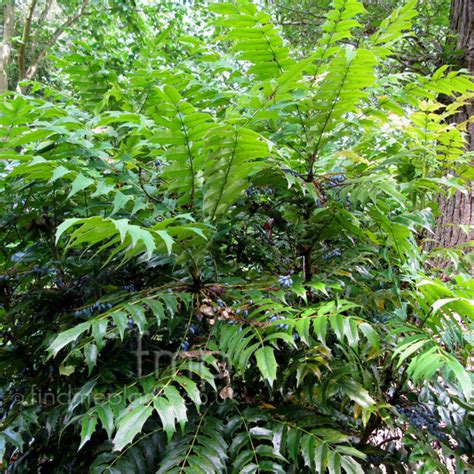 Mahonia Lomariifolia Mahonia Information Pictures And Cultivation Tips
