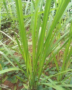 Otrzymaj 14.580 s stockowego materiału wideo cynodon dactylon is a weed z 29.97 kl./s. Berbagai Macam Cara Pengendalian Gulma Ada Di Sini