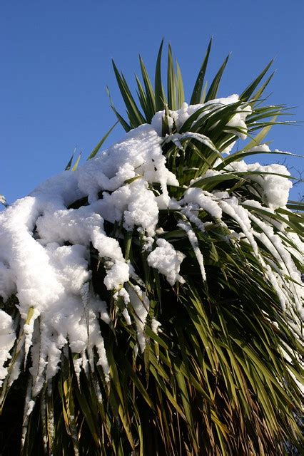 Snow Covered Palm Tree Flickr Photo Sharing