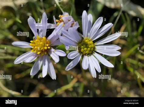 Sea Aster Aster Tripolium Salt Marsh Flower Stock Photo Alamy