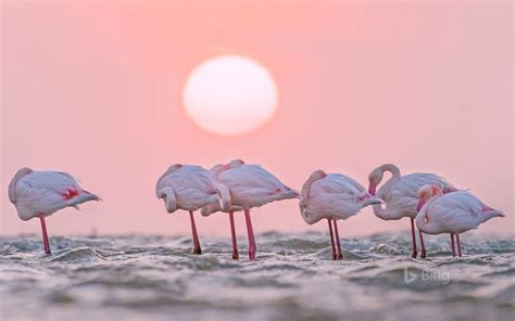 Ooh Flamingo Namibia Walvis Bay 2017 Bing Wallpaper Preview