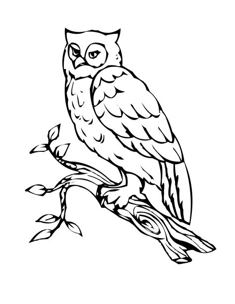 Potential Owl Outline For Parts Of Owl Book Coloring Pages To Print
