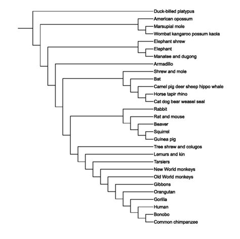 Difference Between Cladogram And Phylogenetic Tree Definition