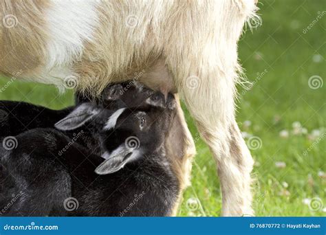 Mother Goat Feeding Baby Goats With Milk Stock Photo Image Of Baby