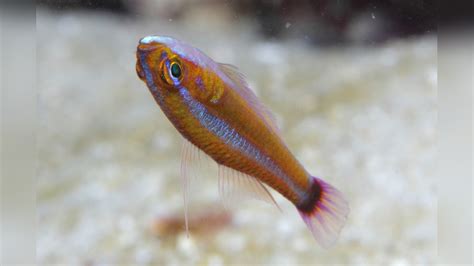 Trimma Tevegae Cave Goby