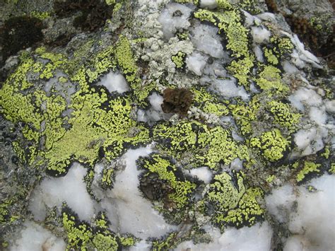 Algae Lichens And Mosses Take Up Huge Amounts Of Carbon Dioxide And