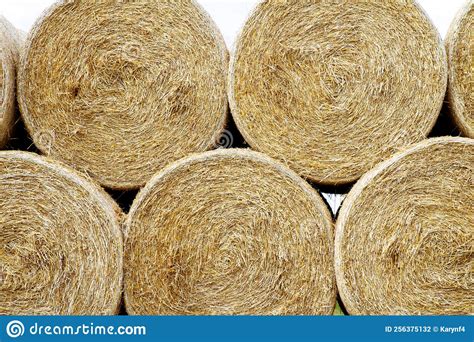 Freshly Baled Hay Stacked In Rows Stock Photo Image Of Green Autumn