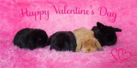 Valentine Bunnies Raising Rabbits Rabbit Care Cute Bunny Happy