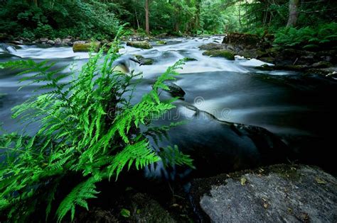 Tranquil River Surrounded By Lush Green Mossy Forests Is Pictured With