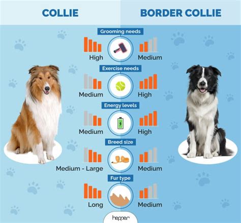 Collie Vs Border Collie Notable Differences With Pictures Hepper