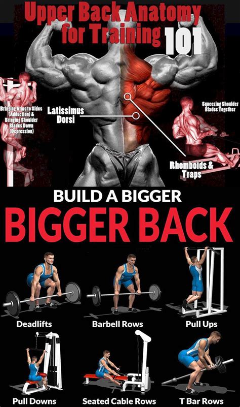 How To Training Build A Bigger Back