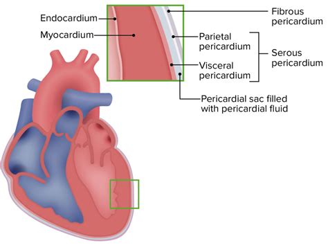 Corazón Anatomía Concise Medical Knowledge