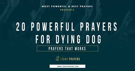 20 Powerful Prayers For Dying Dog Today Prayers
