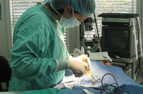 Tier 1 veterinary medical center is a united states veteran owned small business. Laparoscopic Spays - All Pets' Blog of Current Happenings ...