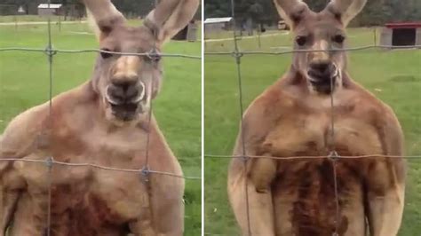 This Buff Kangaroo Looks Like Its On Steroids Youtube
