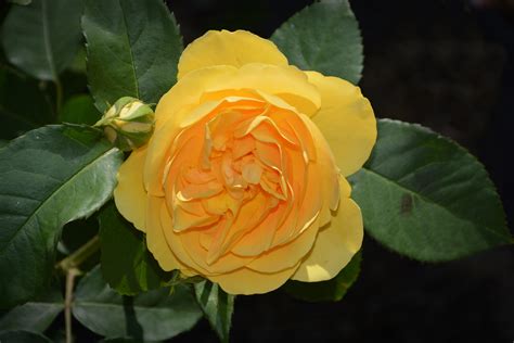 Free Images Blossom Flower Petal Yellow Flora Floribunda Rose
