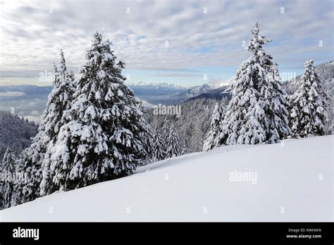 Winter Wonderland Frozen Spruces On A Snow Covered Mountain Krvavec