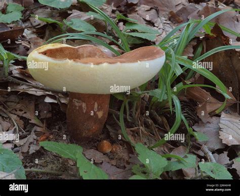 Chestnut Bolete Gyroporus Castaneus Stock Photo Alamy