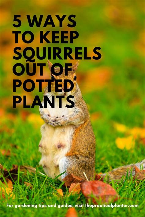How to keep squirrels away with bulbs and plants. How to Keep Squirrels Out of Potted Plants (5 Techniques ...