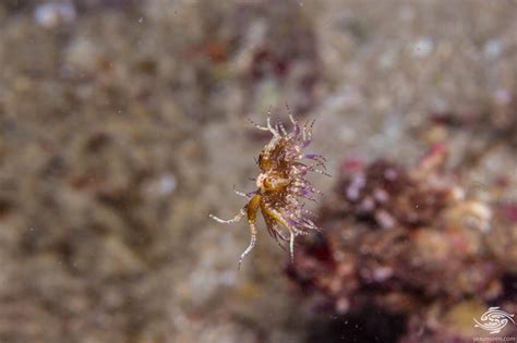 Swimming Anemone Facts And Photographs Seaunseen