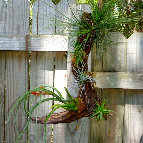Click to see full answer. Gnarly Wooded Air Plants - Craft Organic