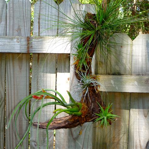 This type of air plant (tillandsia ionantha) blooms bright colour flowers. Gnarly Wooded Air Plants - Craft Organic