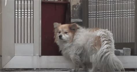 Dieser Verzweifelte Hund Wartete Drei Jahre Lang An Derselben Stelle